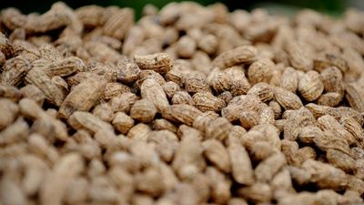 Australia's biggest peanut supplier set to shut down
