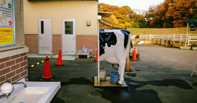 40 New Photos That Show What Daily Life In Japan Looks Like By Photographer Shin Noguchi