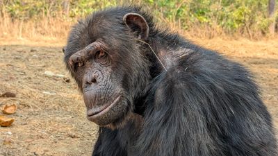 Chimps develop fashion trend by shoving grass in their ears — and in their butts