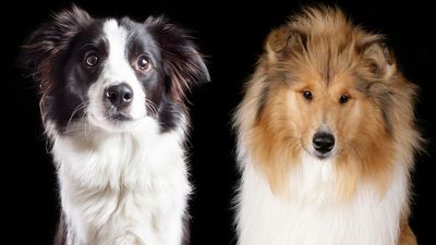 Border Collie vs collie: What’s the difference between these herders?