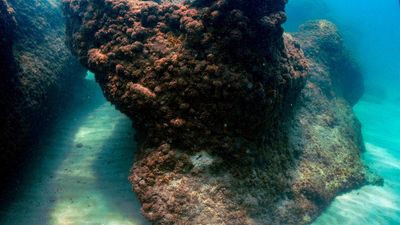 Mediterranean Sea experienced marine heatwaves of 'record intensity'