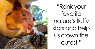 Reader’s Vote: The Cutest Wild Animal On Earth