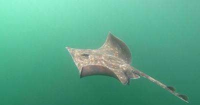 Scots urged to help scientists track endangered flapper skates with free app