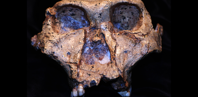 New clues from 2 million-year-old tooth enamel tell us more about an ancient relative of humans