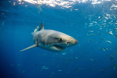 Great white shark sneaks up on Cape Cod paddleboarders: ‘Got to get out of here’