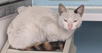 Hunt for owner after cat found inside minibus engine following 400-mile journey