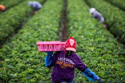 US agriculture secretary says Medicaid recipients can replace deported farm workers