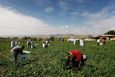 Can Trump’s exemptions for undocumented farm laborers succeed without angering MAGA?