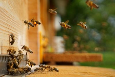 Worker trying to repair roof at retirement community dies after attack by a swarm of killer bees