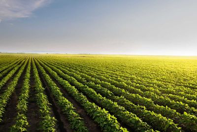 Soybeans Still Feeling Pressure on Wednesday