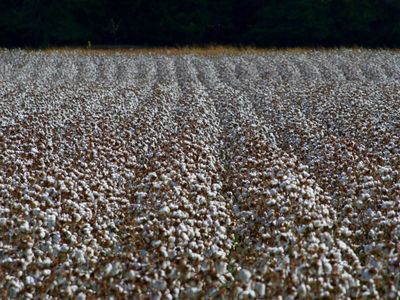 Cotton Sneaking Back Higher on Wednesday