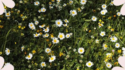 Garden expert shares his method for growing a low-maintenance, fragrant lawn – using teabags