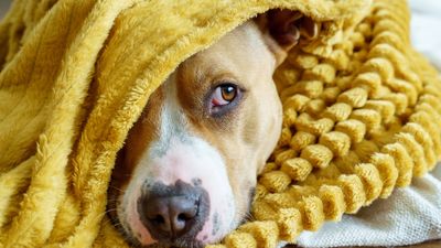 Pneumonia in dogs: A vet’s guide to signs, stages and treatment