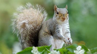 5 plants never to grow if you don't want to attract squirrels to your yard – and what to grow instead, according to the experts