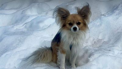 "A four-legged hero": tiny dog alerts mountain rescue to accident site where his owner had become trapped in a snowy crevasse