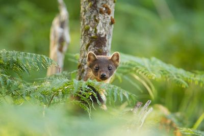 Pine marten kits spotted in national park for first time in 100 years