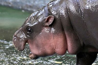 'Hippo Birthday': Thailand's Moo Deng Marks One Year Old