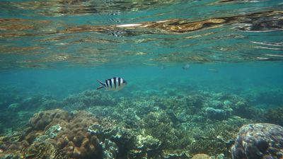 Report critical test of Great Barrier Reef's health