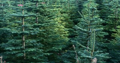Thousands of acres of new native woods planned for Highlands