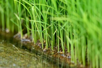 Japan's Sticky Problem With Trump, Tariffs And Rice