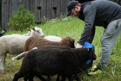 Finns Flock To 'Shepherd Weeks' To Disconnect On Holiday