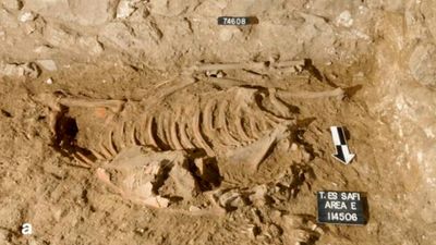 Extraordinary 'sacrificial ass' with severed head discovered from Bronze Age Israel — and it was from a faraway land