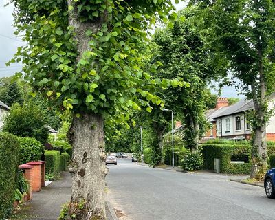 Country diary: An urban habitat that is good for birds works for humans too