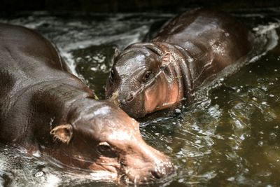 Hippo Birthday: Thai Internet Sensation Moo Deng Is A Year Old