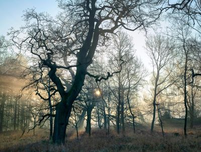 In some UK woodlands, every young tree has died. What’s going wrong?