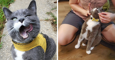Giving Pills To A Cat Is Usually A War, This One Turned It Into A Daily Ritual Of Trust