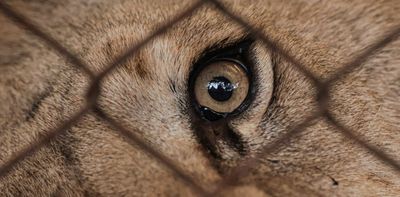 Queensland’s horrific lion attack shows wild animals should not be kept for our amusement