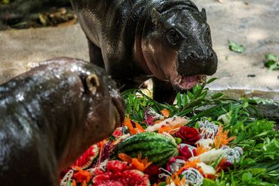 Moo Deng turns 1: Thailand’s internet-famous baby hippo celebrates birthday feasting on massive fruit platter