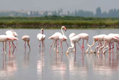 A new pest threatens Italy’s risotto dish: the flamingo