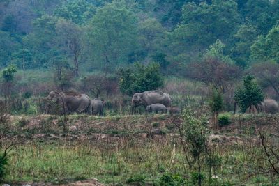 ‘She was our pride’: Asia’s oldest elephant dies at 100