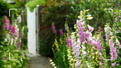 Should you deadhead foxgloves? Garden experts explain why the verdict is more complicated than 'yes or no'