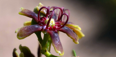 Africa’s plants: a database project has recorded 65,000 species – and is still growing