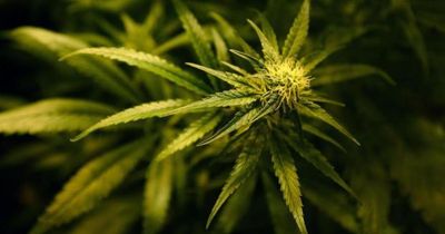 BrewDog co-founder behind Scotland's first medical cannabis farm