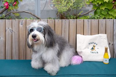 A medium for your mutt: NYC hotel is offering an in-house 'Pup Psychic'