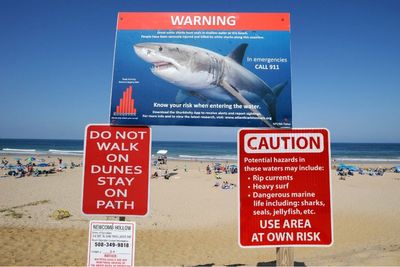 New AMBER alert-like system would send alerts to people’s phones when a shark is nearby