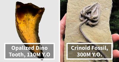 15 Ancient Fossils That’ll Make You Say ‘Whoa’