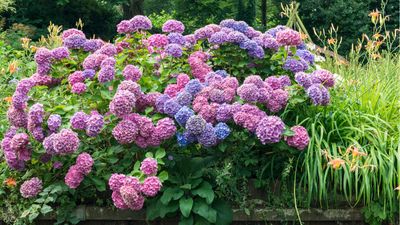 Why are my hydrangea leaves turning brown? 3 common causes and how to quickly rectify them