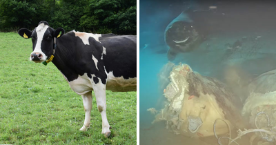 Scientists Drop Cow 1629 Meters Deep Into Sea For Study—8 Unexpected ‘Smiling’ Visitors Arrive To Feast