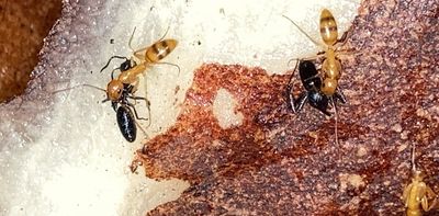 This tropical plant builds isolated ‘apartments’ to prevent battles among the aggressive ant tenants it relies on for survival