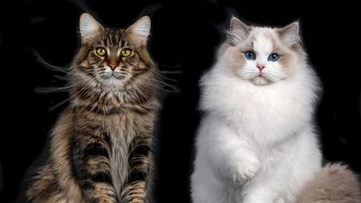 Maine Coon vs ragdoll: Which gentle giant is right for you?