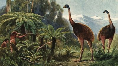 'We're bringing back avian dinosaurs': De-extinction company claims it will resurrect the giant moa in next 10 years