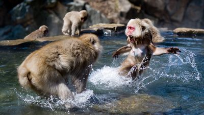 'Alpha male' primates are rare, with females about as likely to dominate the opposite sex, study finds