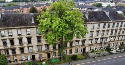 Argyle Street Ash nominated for Tree of the Year 2025