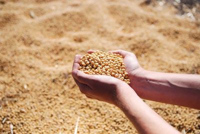 Soybeans Close with Strength, as Products Provide Support