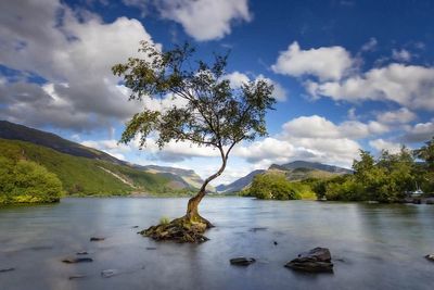 Cedar climbed by Beatles and oak in Woolf poem among Tree of the Year nominees