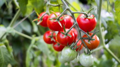 If your tomato plants are wilting, don't fret, they can recover – I've grown tomatoes for decades and know the 5 most common causes, and how to fix them